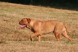 DOGUE DE BORDEAUX 378